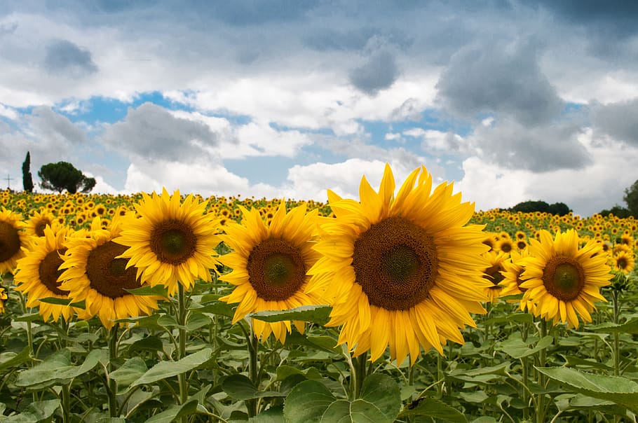 sunflowers, garden, fields, yellow, sky, clouds, flowering plant HD wallpaper