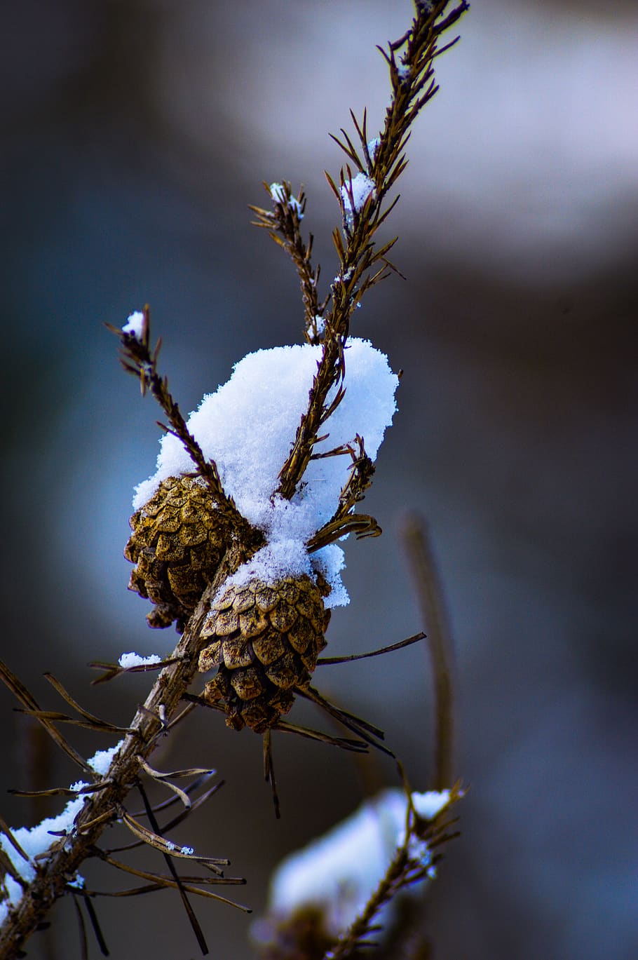 plant, tree, conifer, abies, fir, larch, invertebrate, insect HD wallpaper