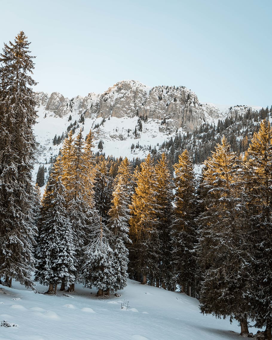 Photo of Pine Trees Covered With Snow, cold, conifers, environment HD wallpaper