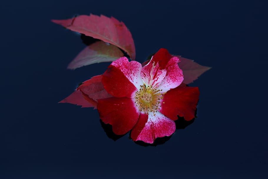 rose, flower, red, white, water, waterline, flowering plant HD wallpaper