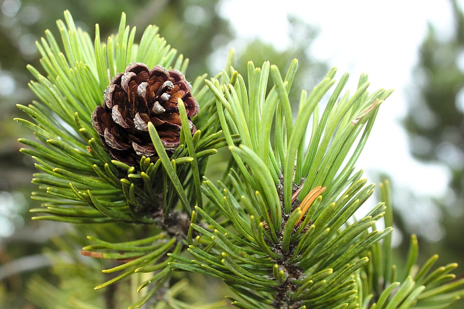 pinecone, tree, autumn, pine cone, plant, coniferous tree, green color HD wallpaper