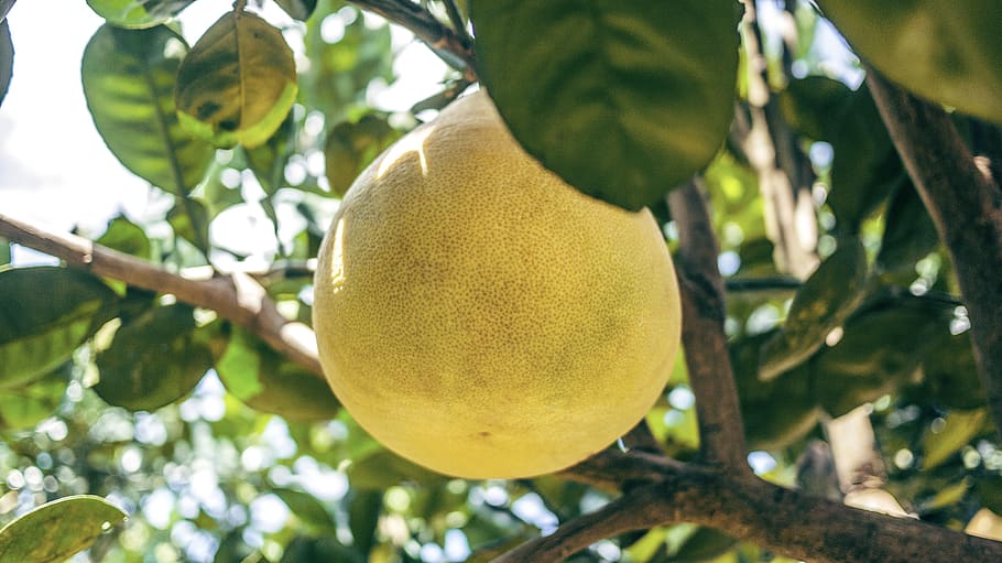 yellow fruit, tree, food, healthy eating, plant, food and drink HD wallpaper