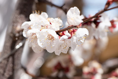 flowers, white, branch, spring, nature, tree blossoms, apricot tree HD wallpaper