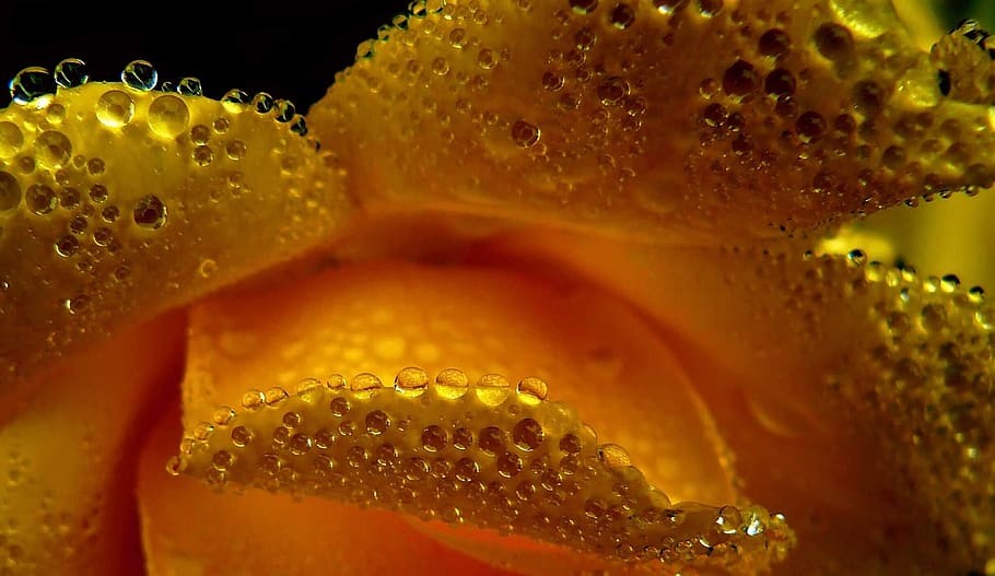 Yellow Petal Flower With Water Dew in Focus Photo, bloom, blossom HD wallpaper