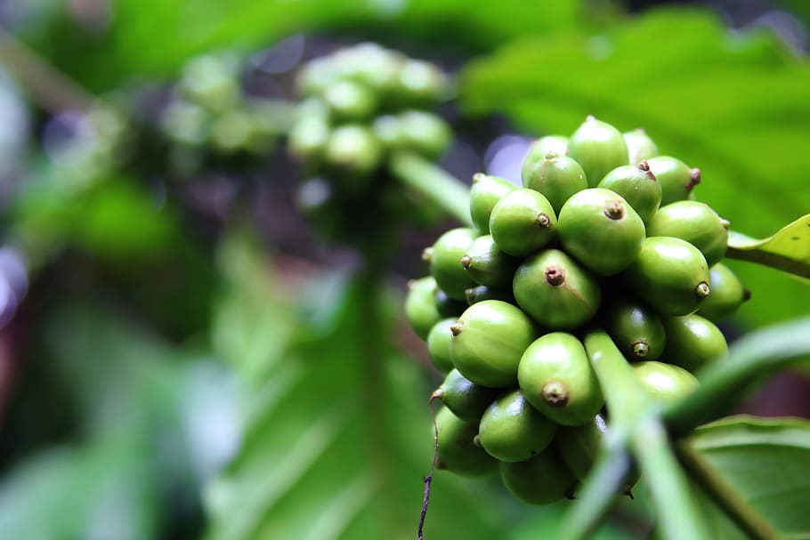 coffee beans, caffeine, drink, espresso, beverage, black, cappuccino HD wallpaper