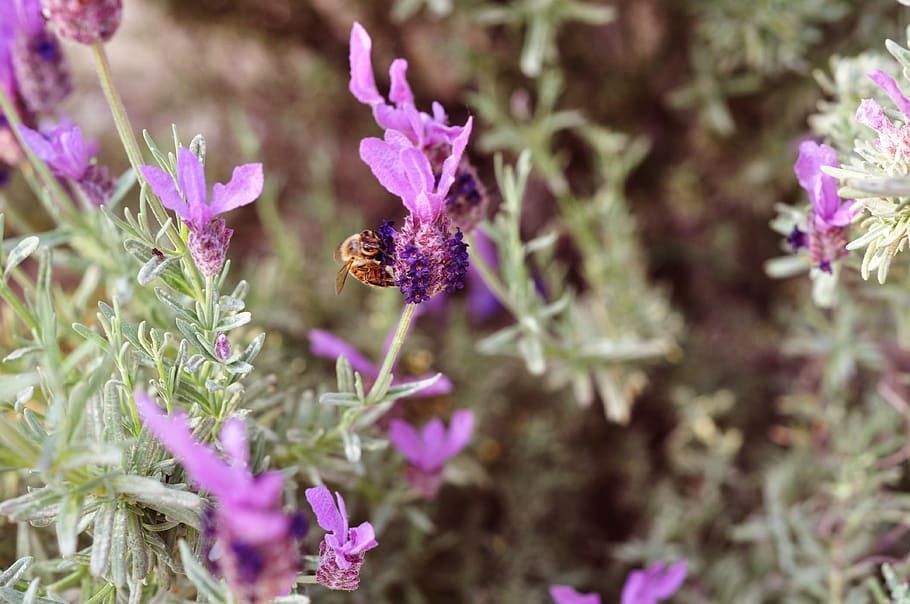 lavender, bee, nature, insect, pollen, flower, animal, garden HD wallpaper