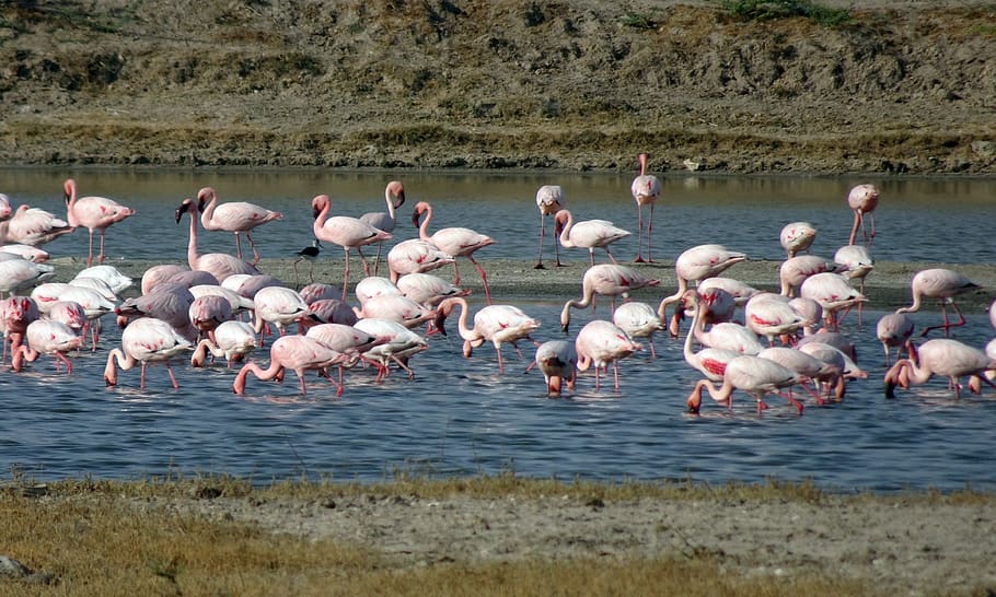 bird, lesser flamingo, phoeniconaias minor, avian, wildlife, HD wallpaper
