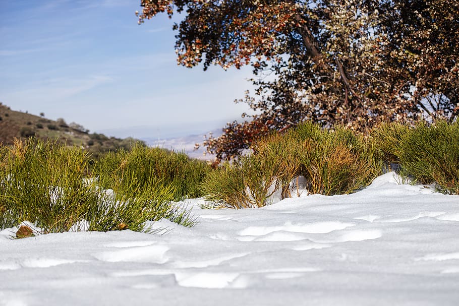 snow, forest, vegetation, cold, plant, tree, beauty in nature HD wallpaper