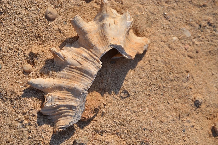 clams, shells, sand, nature, marine, seashell, wildlife, aquatic HD wallpaper