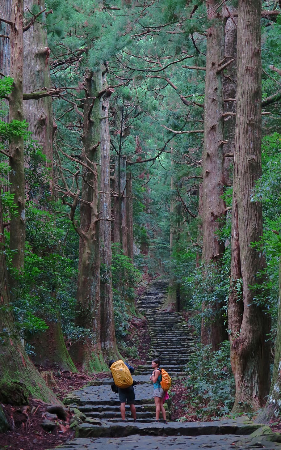 couple standing surrounded trees, plant, forest, real people HD wallpaper