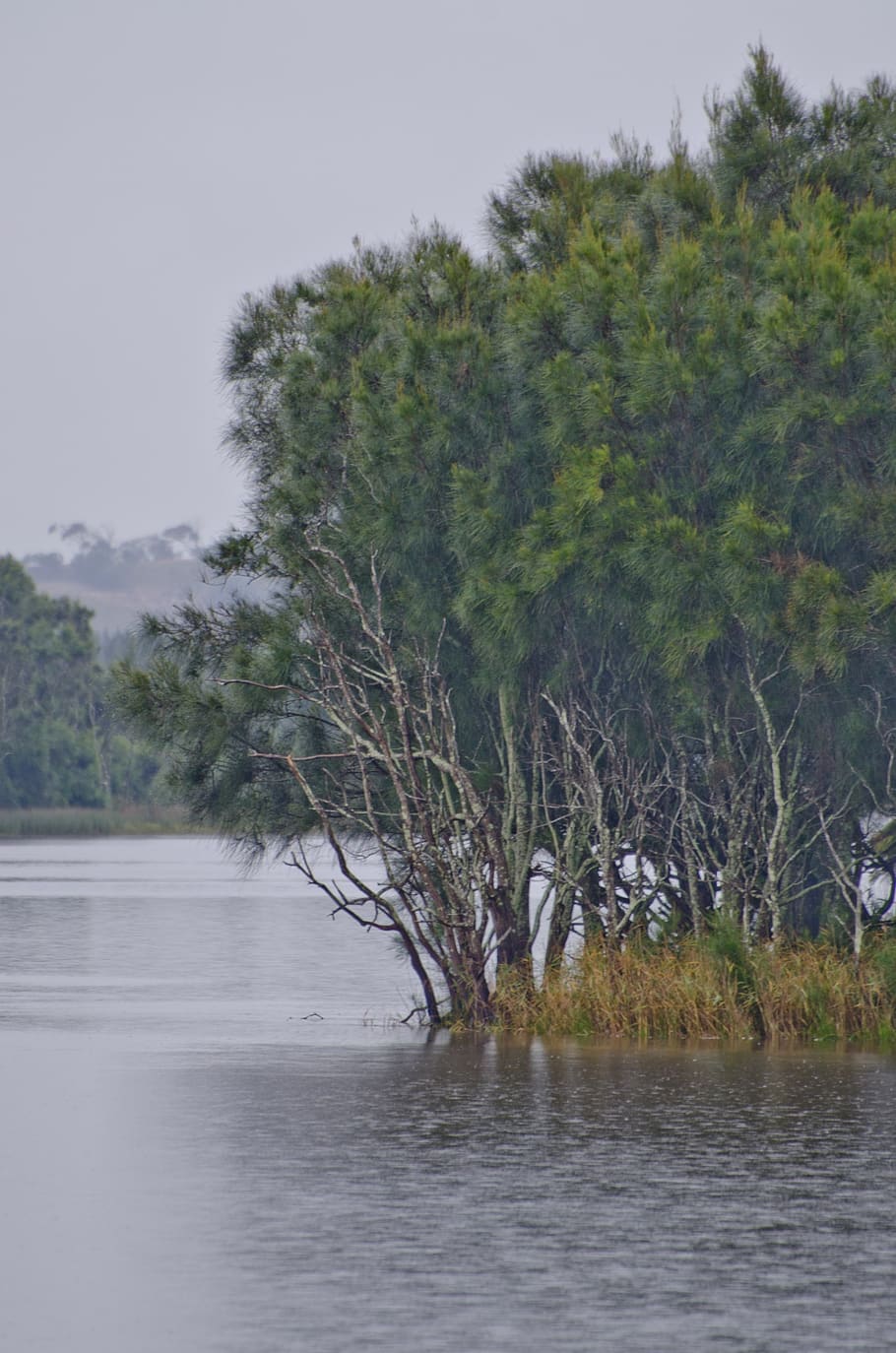 lake, bay, trees, grey, water, she oaks, island, plant, nature HD wallpaper
