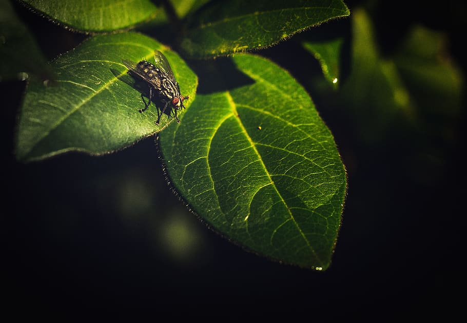 fly, insect, insects, nature, magnification, green, plant part HD wallpaper