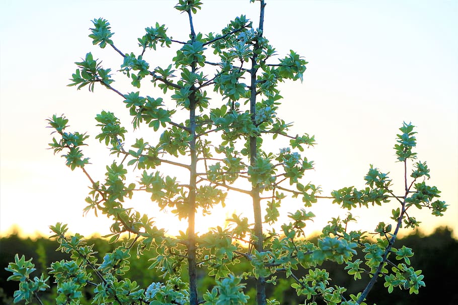 sunset, tree, green, spring, branch, flower, sky, nature, in the evening HD wallpaper