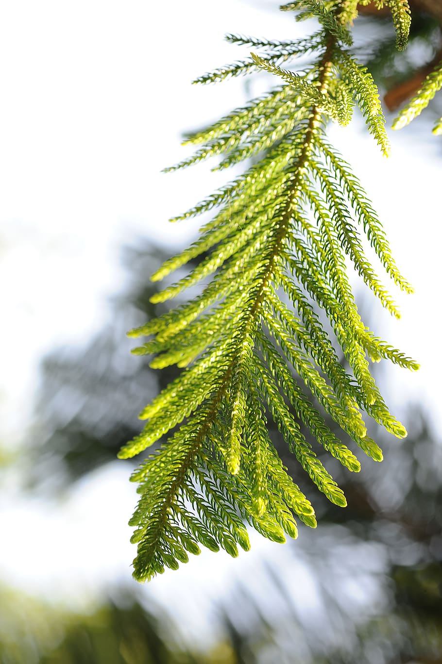 pine tree, the leaves, sunshine, plant, close-up, growth, green color HD wallpaper