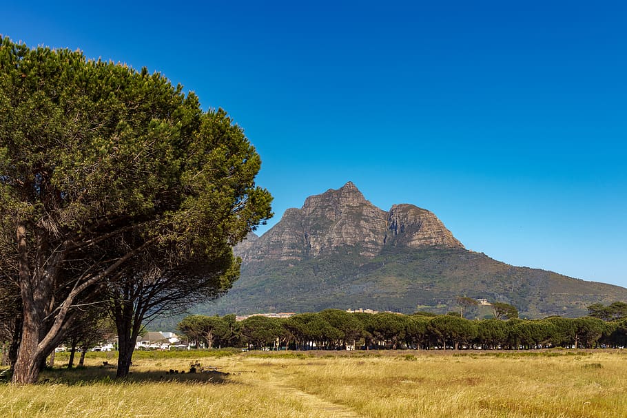tree, trees, blue sky, mountain, grass, plant, scenics - nature HD wallpaper