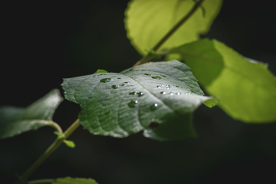 drip, leaf, nature, rain, plant, raindrop, green, close up HD wallpaper