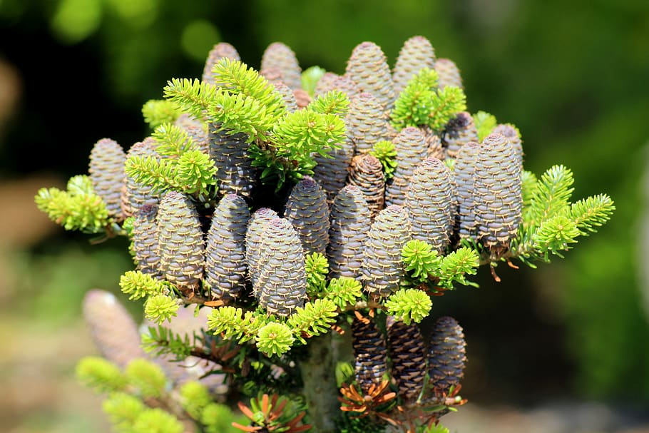 tree, coniferous, cones, decorative, green, fir, branch, nature HD wallpaper