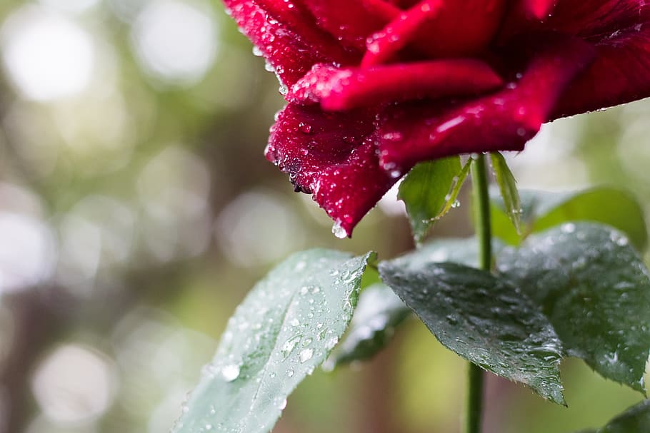 rose, red, blossom, bloom, romantic, garden, flowers, flora HD wallpaper