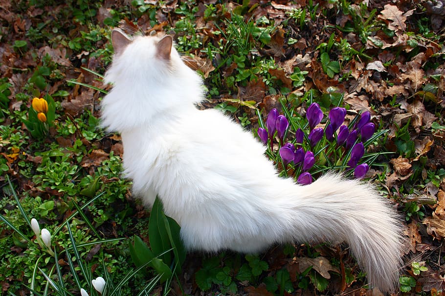 one animal, animal themes, pets, domestic animals, mammal, cat HD wallpaper