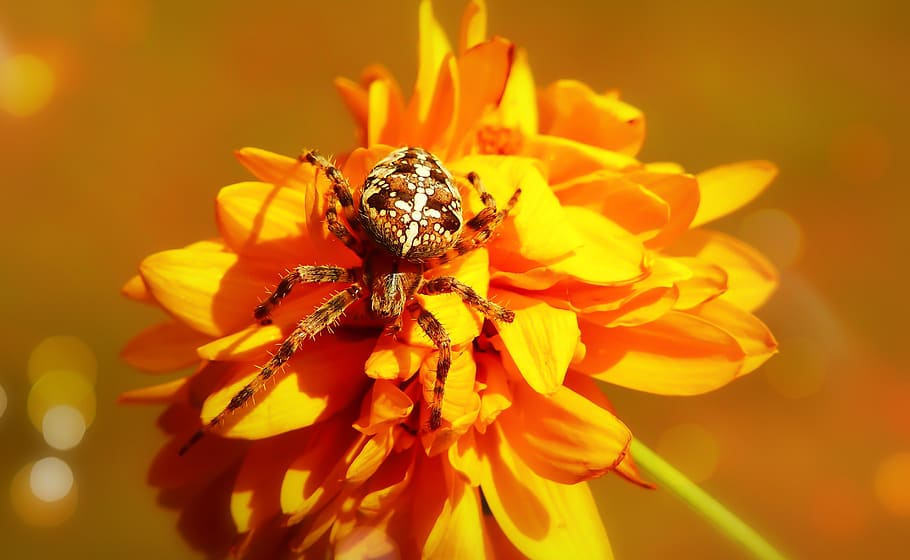 HD wallpaper: brown spider on yellow flower, invertebrate, insect ...