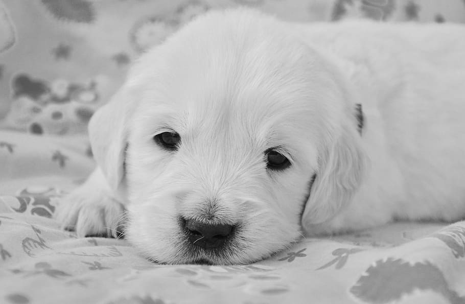 HD wallpaper: dog, golden retriever puppy, photo black white, dog portrait  | Wallpaper Flare