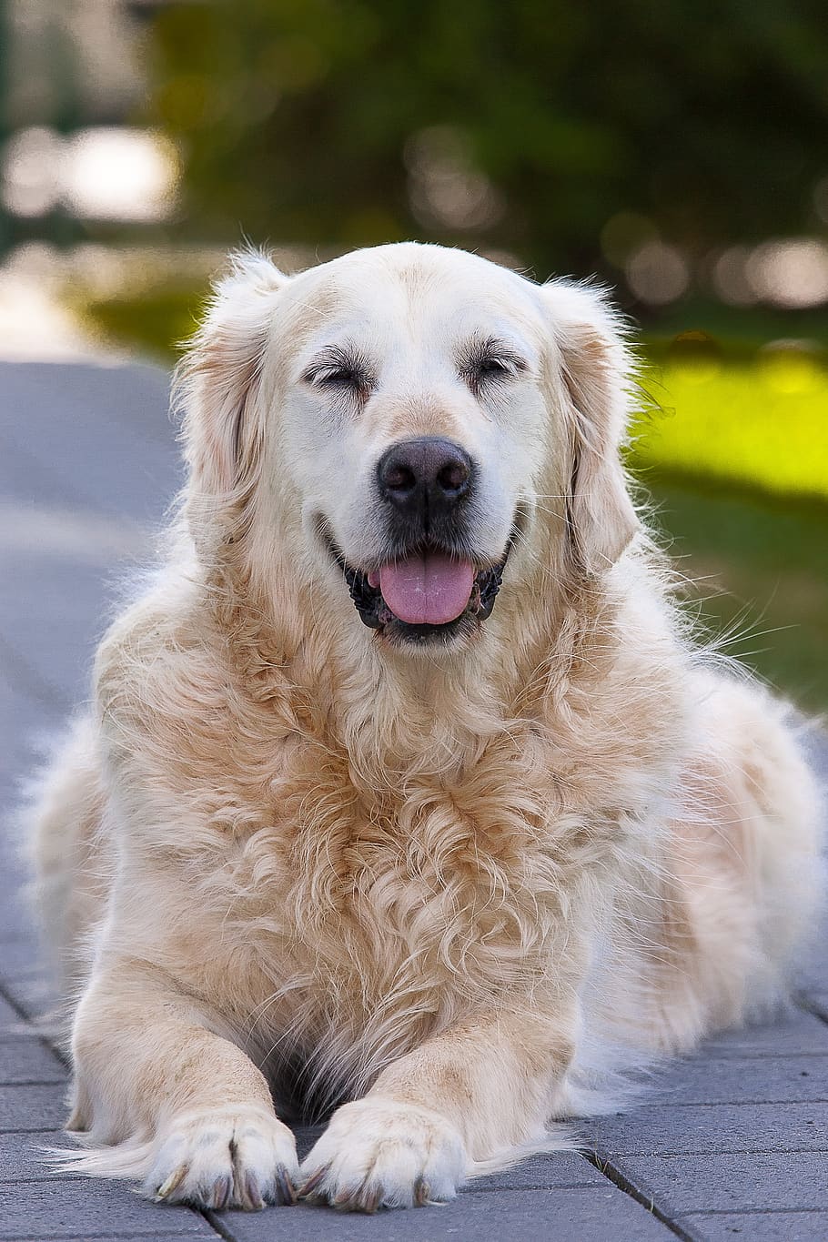 HD wallpaper: dog, pet, mammal, cute, golden retriever, funny, age, senior  | Wallpaper Flare