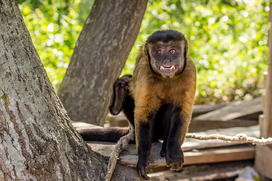 brown and black monkey on tree, animal themes, one animal, animals in the wild HD wallpaper