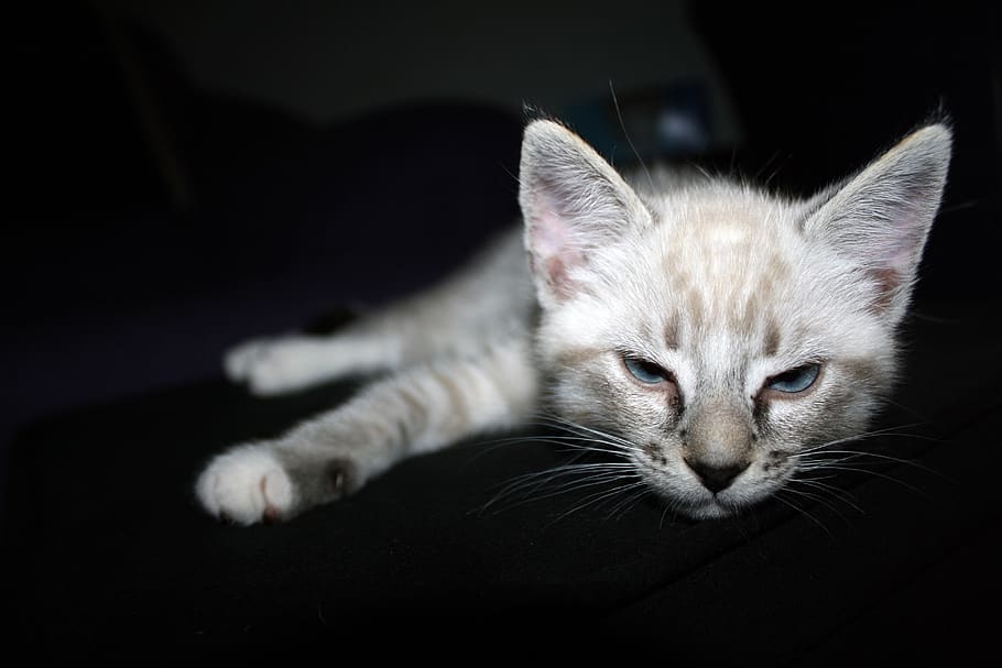 cat, kitten, dark background, pet, animal, kitty, cute, adorable HD wallpaper