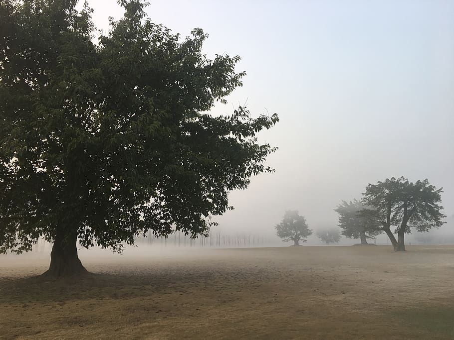 fog, tree, plant, tranquility, beauty in nature, field, tranquil scene HD wallpaper