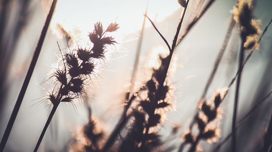 trees, lake, forest, lonely, canon, light, bokeh, plant, growth HD wallpaper
