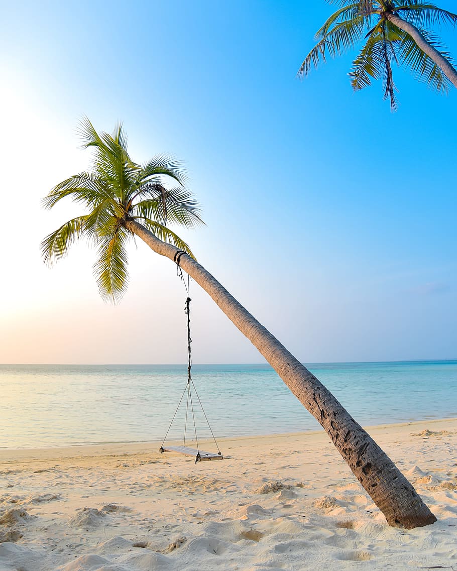 swing hang on coconut tree near seashore, beach, palm, sunset HD wallpaper