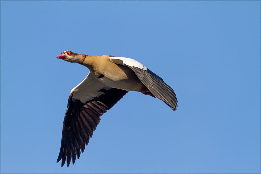 nilgans, air, flying, sky, nature, flight, animal, animal themes HD wallpaper
