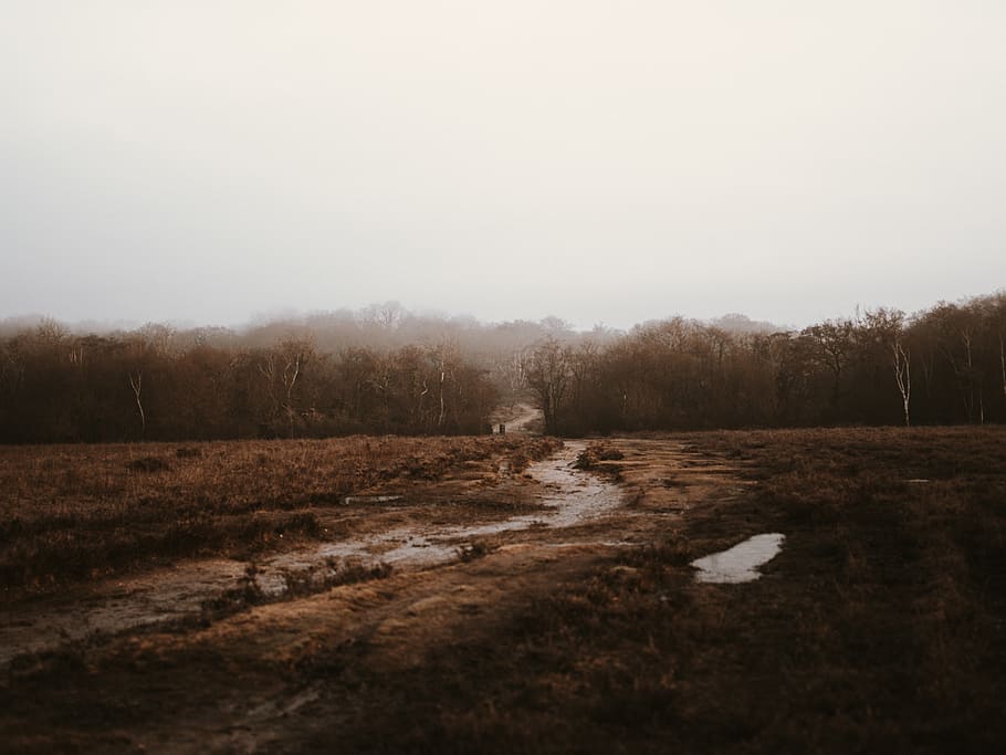 empty dirt road on daytime, tree, tranquility, tranquil scene HD wallpaper