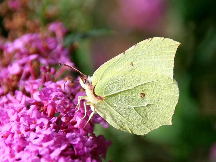 butterfly, invertebrate, beauty in nature, flower, insect, plant part HD wallpaper