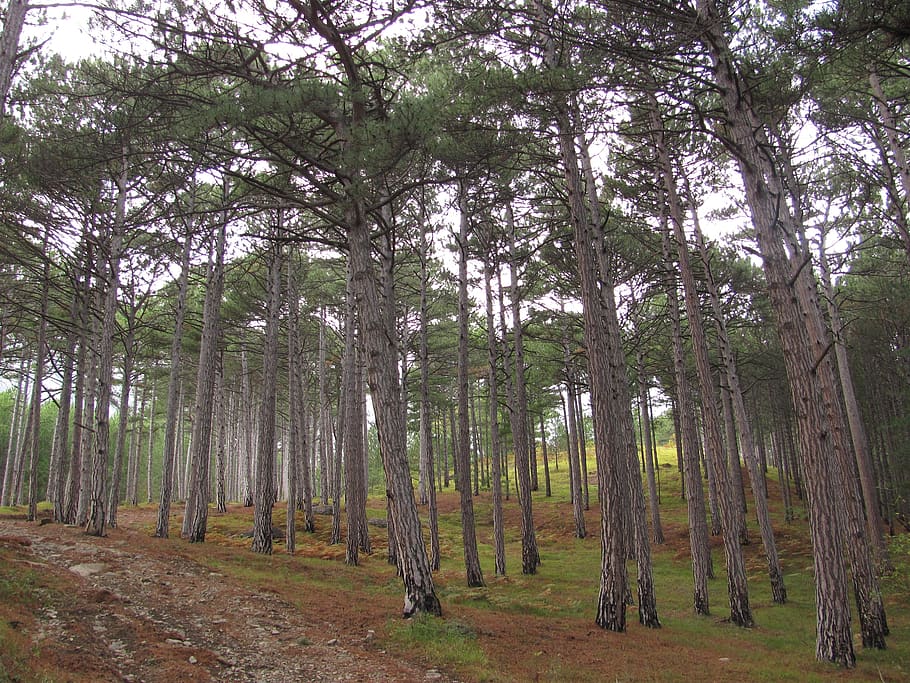 tree, wood, nature, forest, trees, landscape, old, green, growing HD wallpaper