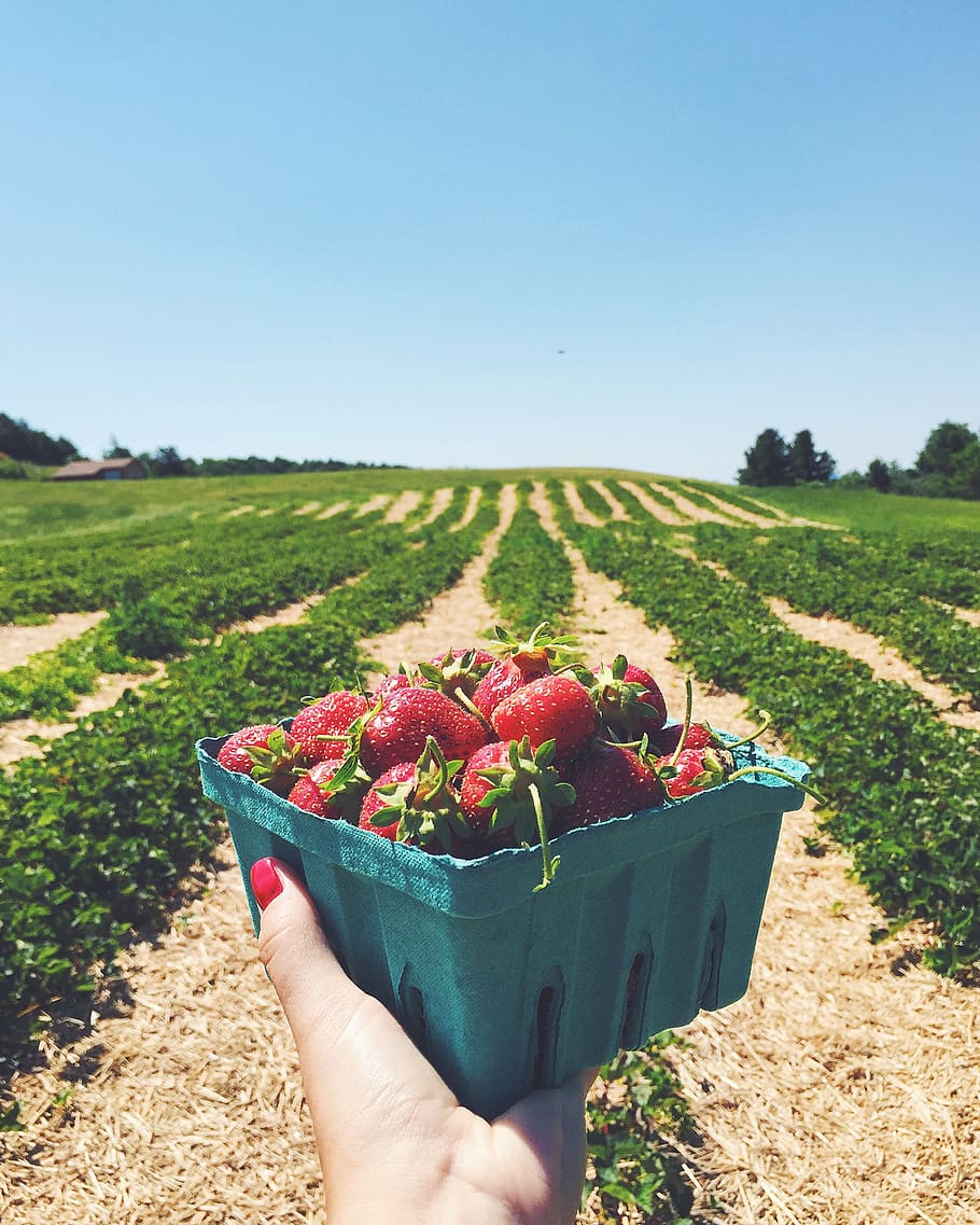 united states, shoreham, farm, strawberry, fruit, strawberries, HD wallpaper