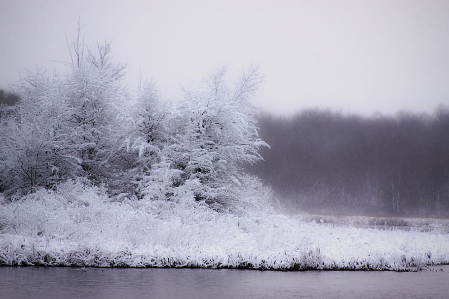 tree, trees, snow, snowy, lake, cold temperature, plant, winter HD wallpaper