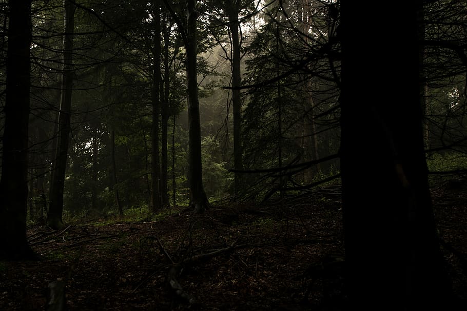 green trees on foret, nature, forest, plant, vegetation, land HD wallpaper