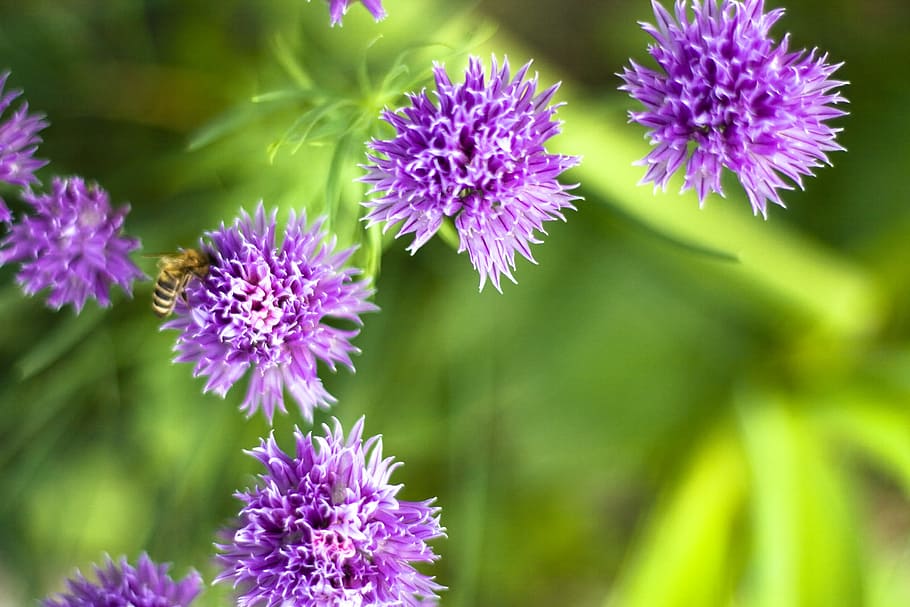 flower, con2011, nature, flowering plant, freshness, beauty in nature HD wallpaper