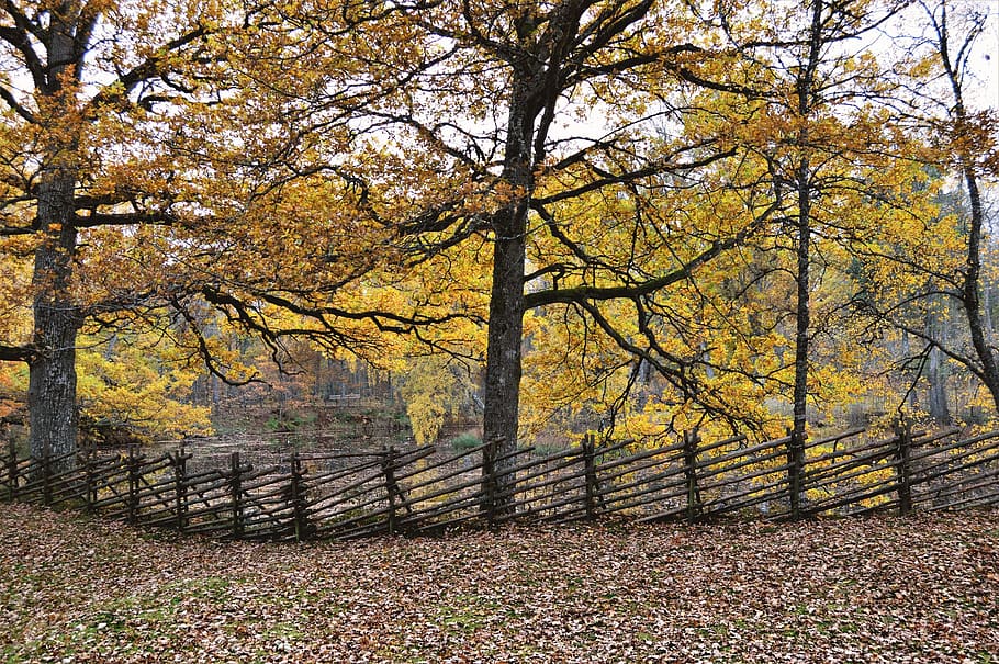 sweden, fall, tree, trees, fence, outside, outdoors, forest HD wallpaper