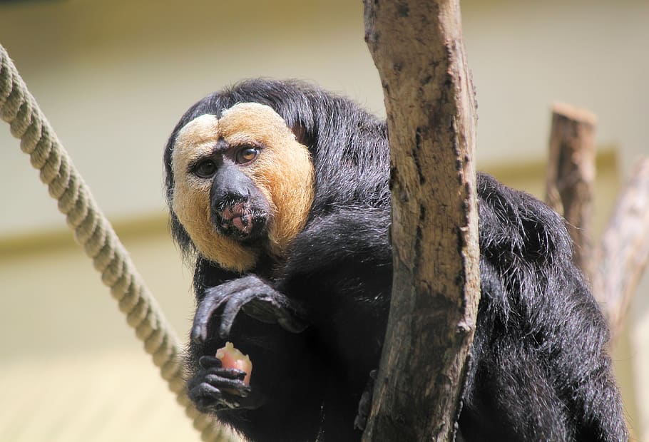 monkey, chvostan, primate, animal, zoo, pithecia pithecia, close up HD wallpaper
