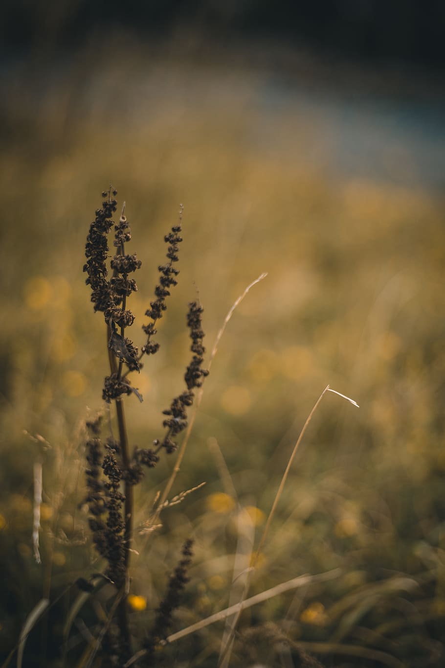 plant, dead, warm, grass, summer, brown, growth, field, beauty in nature HD wallpaper