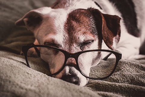 dog, sleeping, glasses, reading, intelligent, smart, animal HD wallpaper