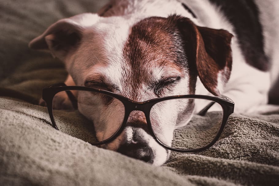 dog, sleeping, glasses, reading, intelligent, smart, animal HD wallpaper