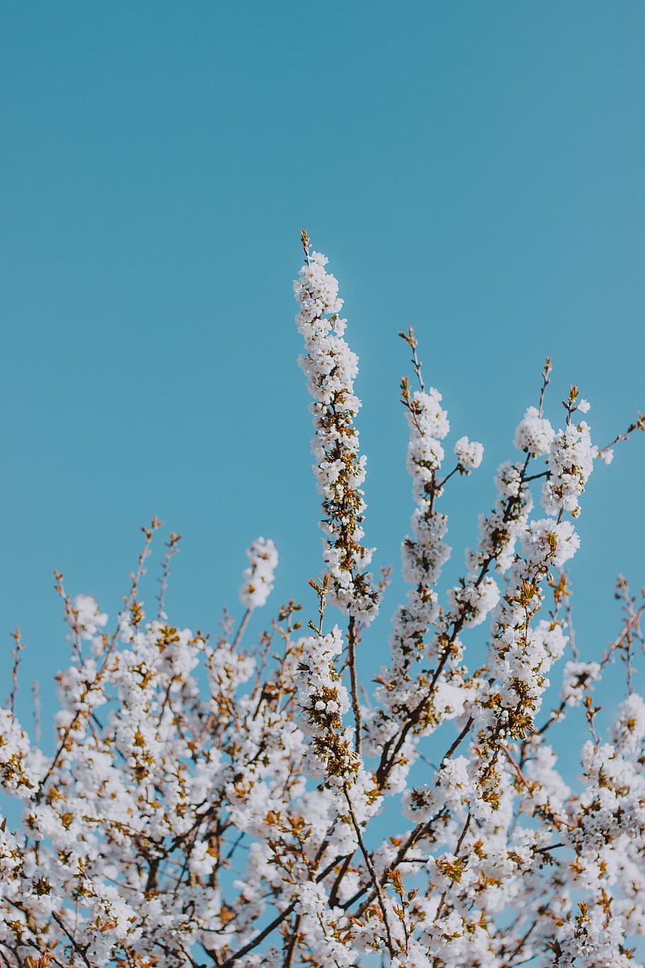 white flowering tree, sky, plant, flowering plant, fragility HD wallpaper