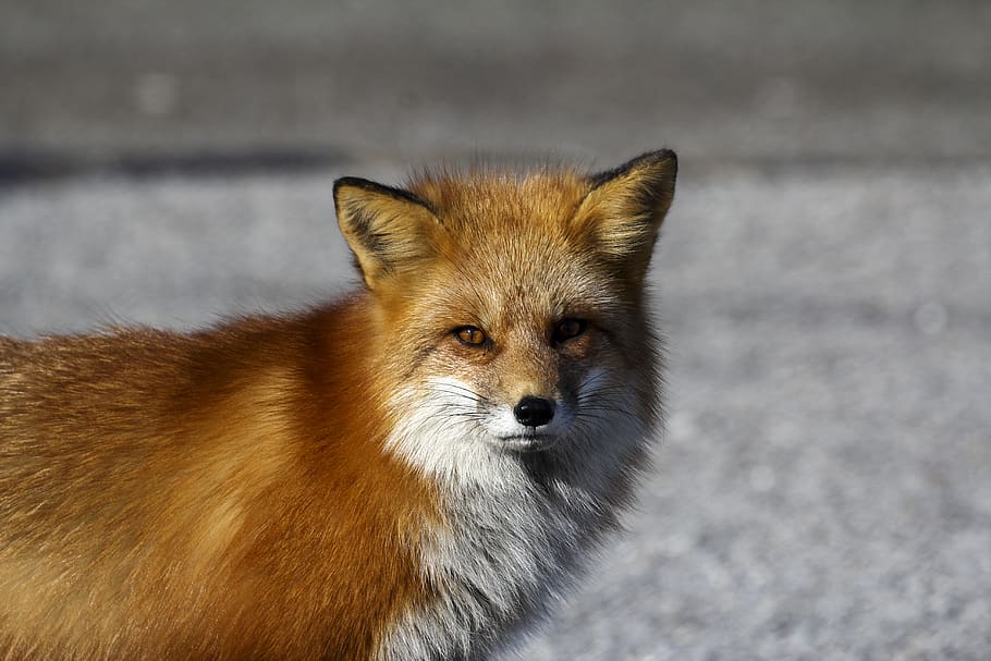 red fox standing on floor, wildlife, animal, mammal, canine, fur, HD wallpaper