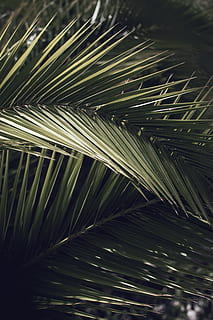 palm tree, plant, arecaceae, spain, vegetation, palmtree, light HD wallpaper