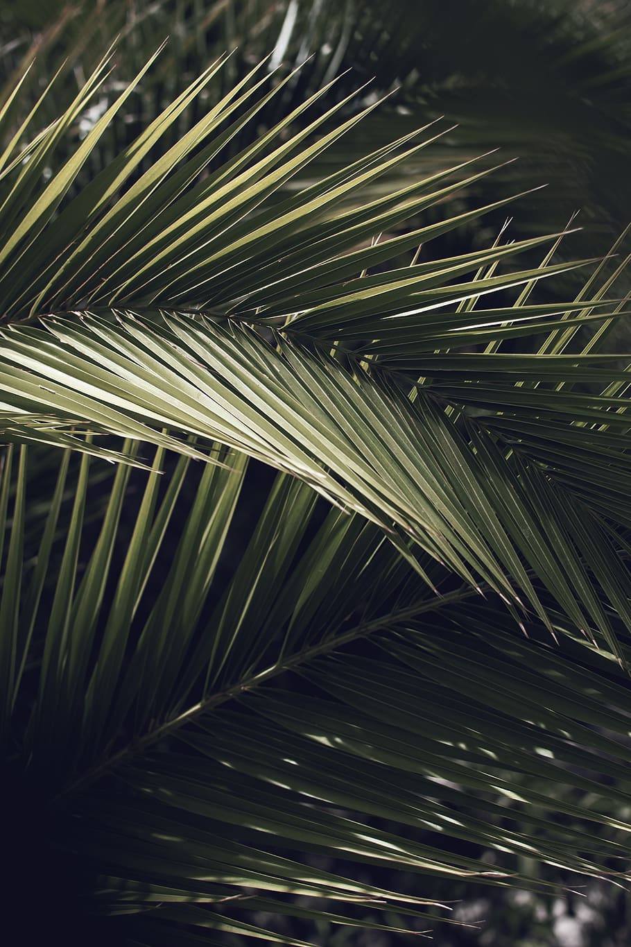palm tree, plant, arecaceae, spain, vegetation, palmtree, light HD wallpaper
