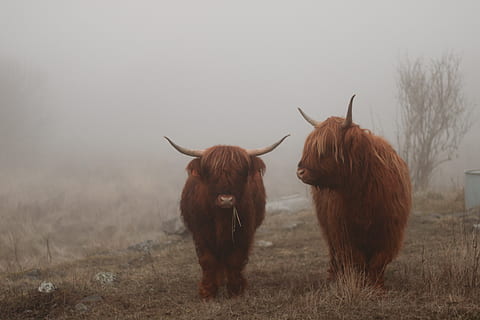 two brown animals surrounded by grass, mammal, cattle, cow, bull HD wallpaper