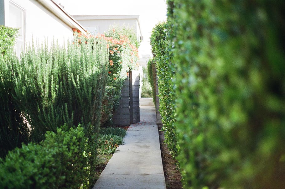 Selective Focus Photography of Narrow Pathway, garden, plant HD wallpaper